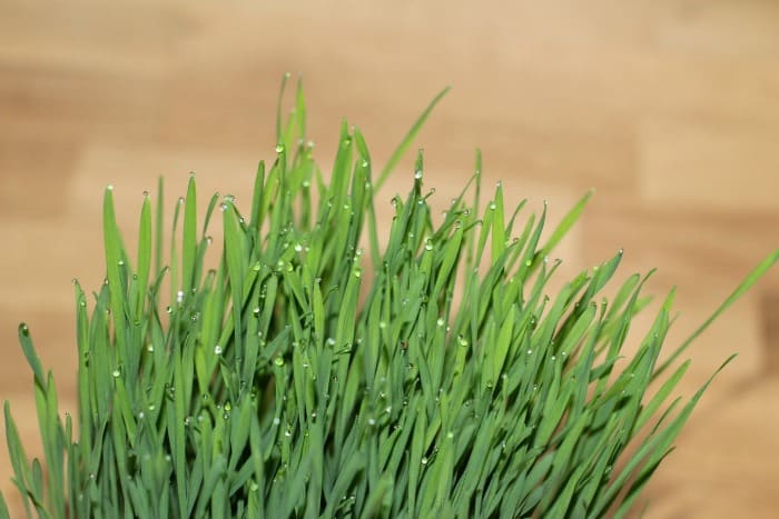 How to Grow Cat Grass for Your Cat