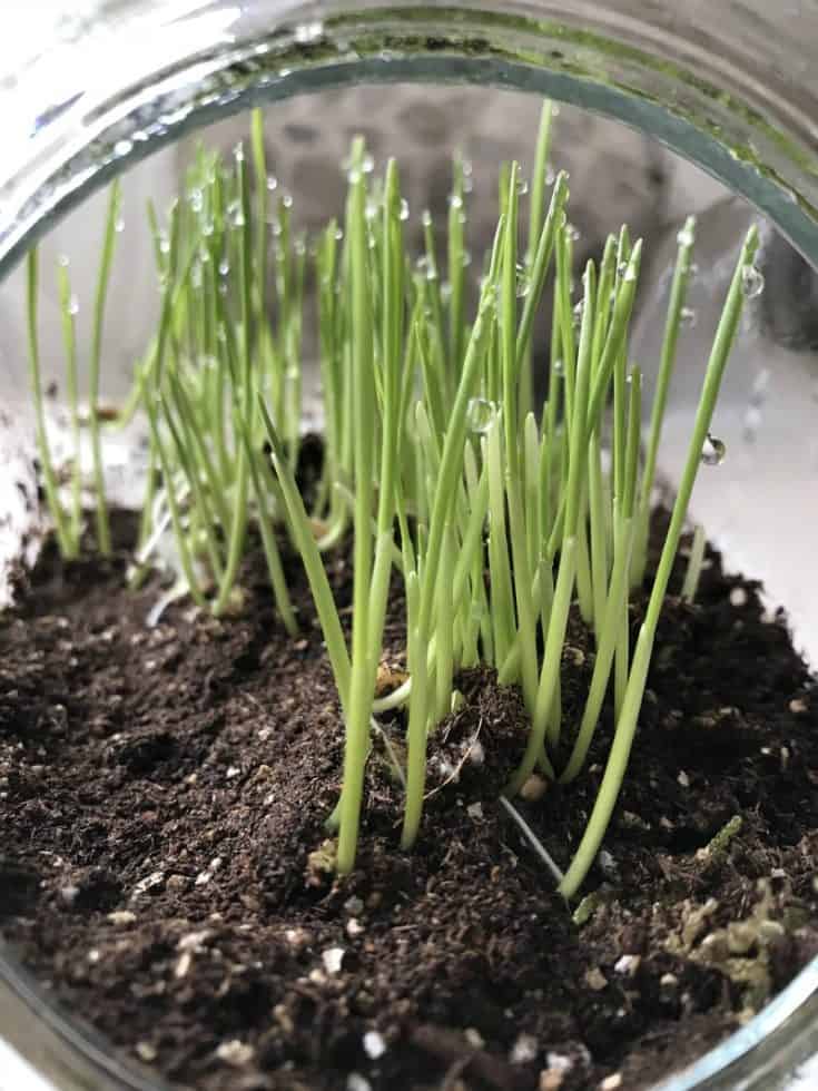 Picture of How to Grow Cat Grass for Your Cat to Enjoy - Other People's Pets