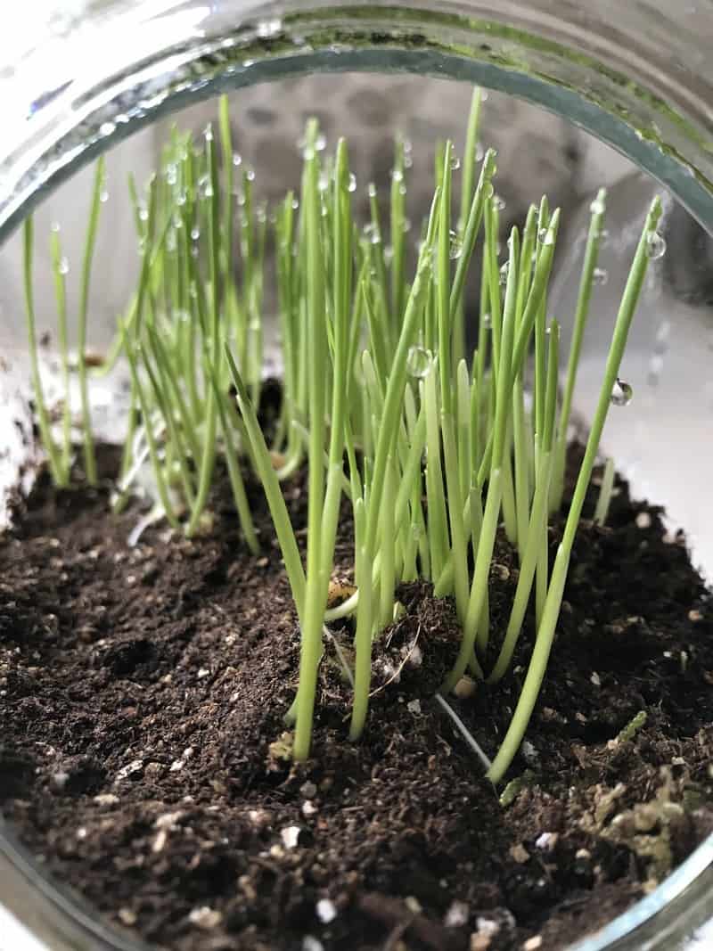 How to grow cat grass for your cat
