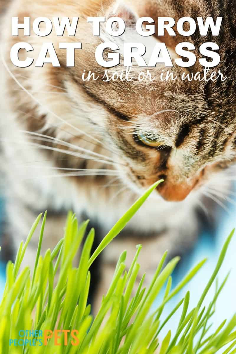 How to grow cat grass for your cat