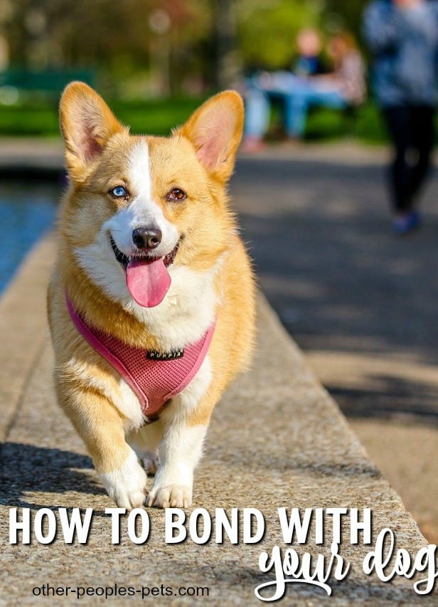 How to Bond with Your Dog Every Day