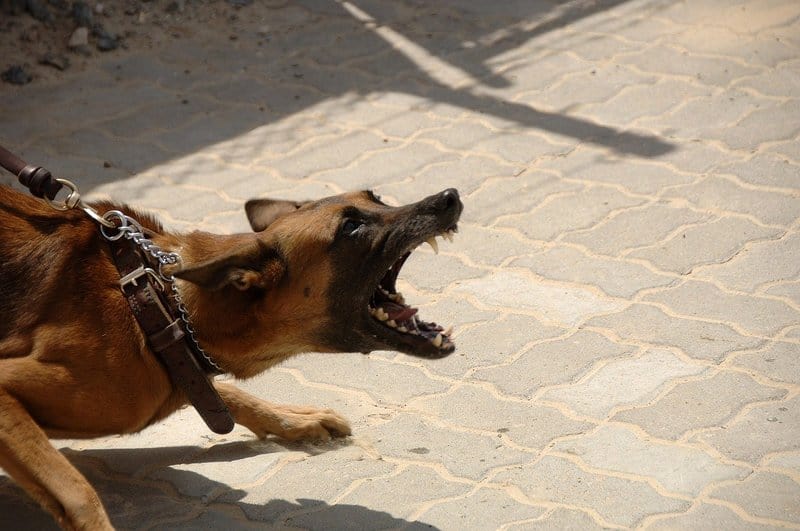 a dog lunging and biting