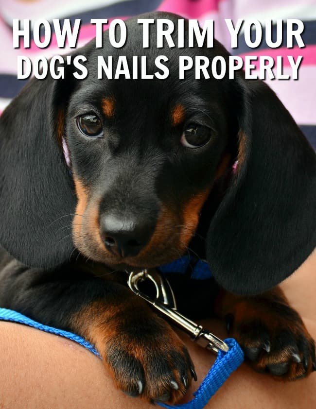 How to Use Dog Nail Clippers the Right Way