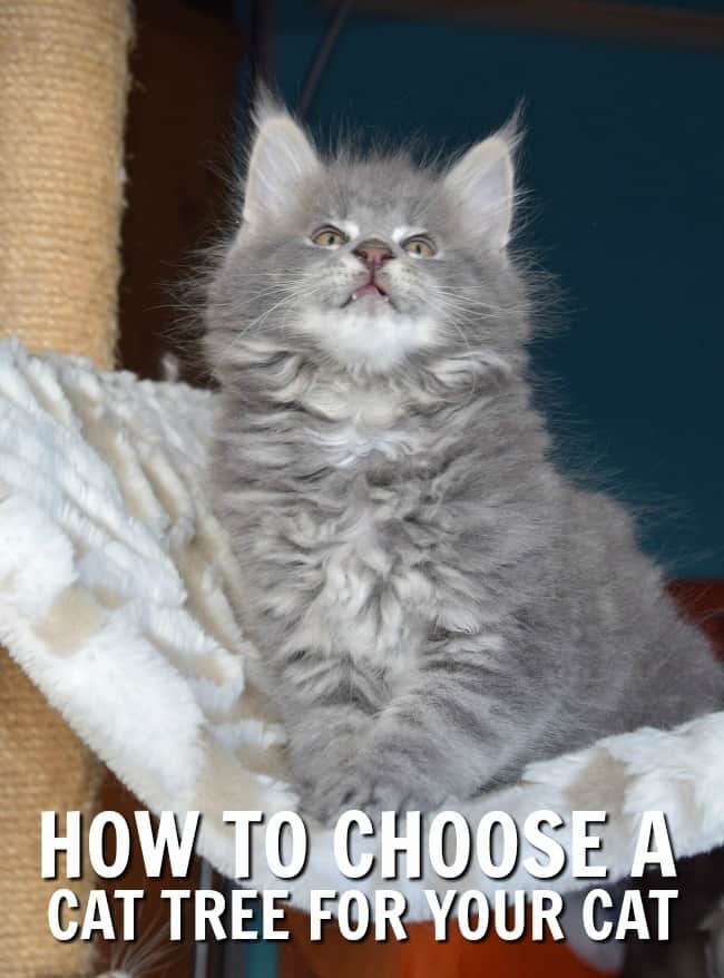 How to Choose the Best Cat Tree for Your Cat