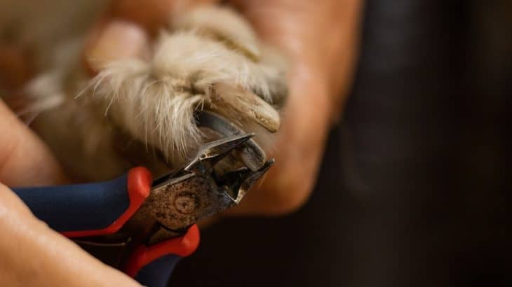 clipping a dog's nails