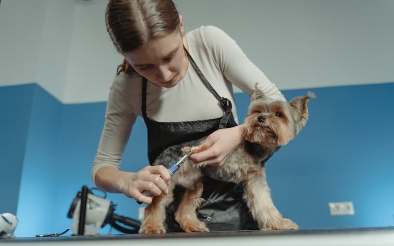a woman clipping a dog's nails