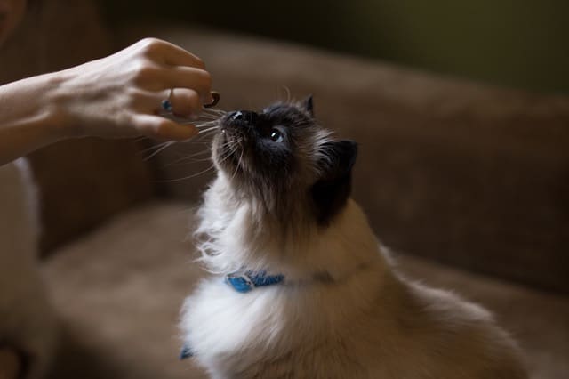 Taking a Trip with Your Cat? Take These Steps to Make It a Pleasant One