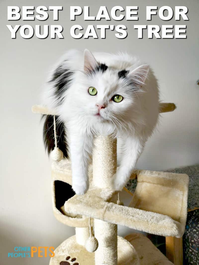 Where to Place Cat Trees For Your Large Cats?