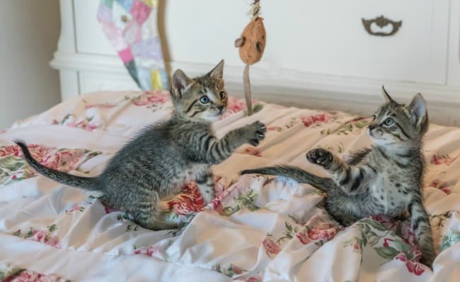8 New Kitten Supplies You Need to Buy