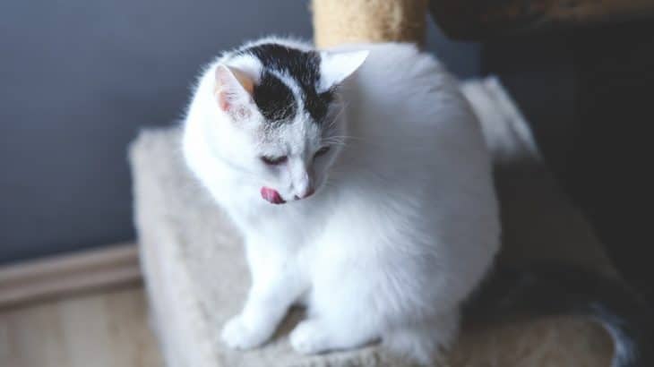 white cat on a cat tree