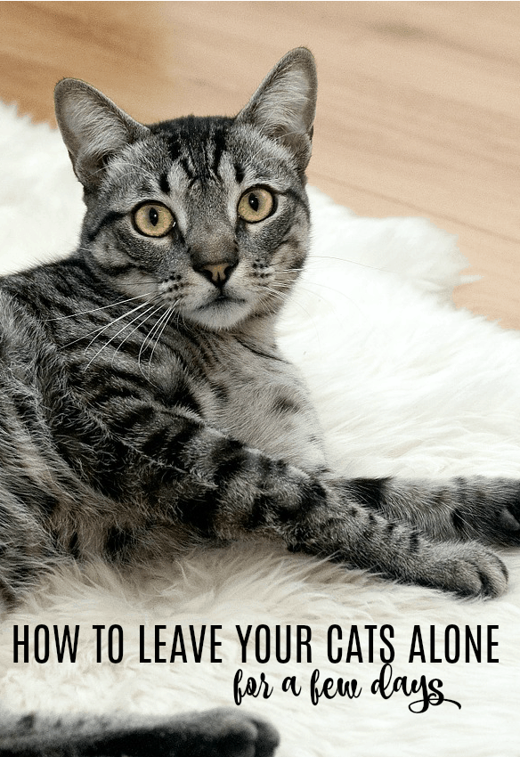 How to Leave Your Cats Alone Home for a few Days