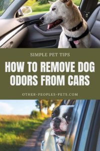 Dog Odor Remedies for a Clean and Odor-Free Ride