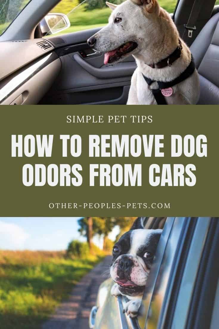 Dog odor remedies are the worst thing to deal with when it comes to cleaning your car. Check out these simple tips to tackle this problem.