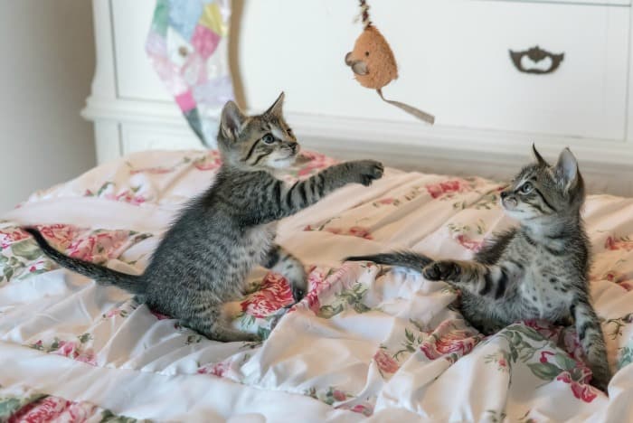 kittens playing with a toy