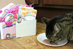 View of Introducing a New Gluten, Grain, and Carrageenan-Free Cat Food