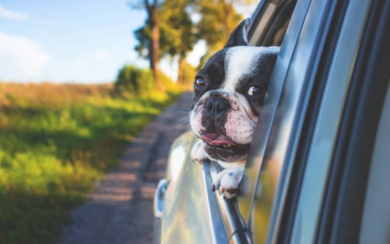 Dog Odor Remedies for a Clean and Odor-Free Ride