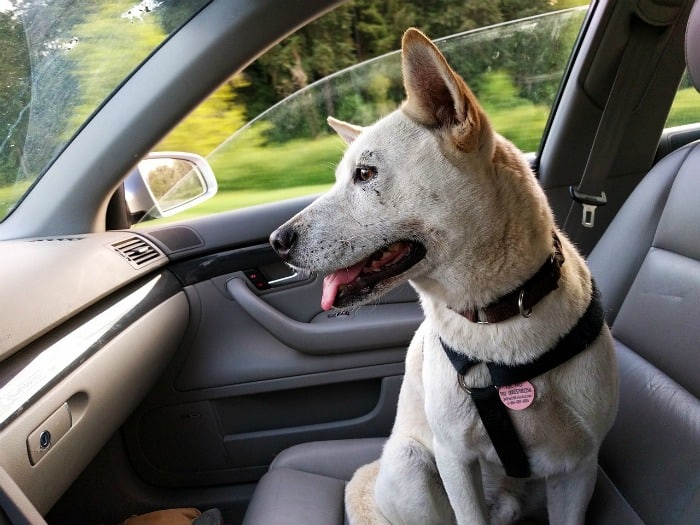 The Pet Parent's Guide to a Clean and Odor-Free Ride