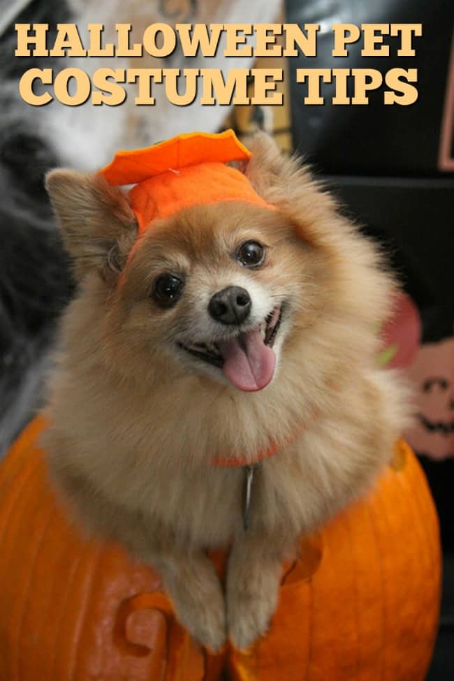 Cutest Halloween Pet Costumes on Sale