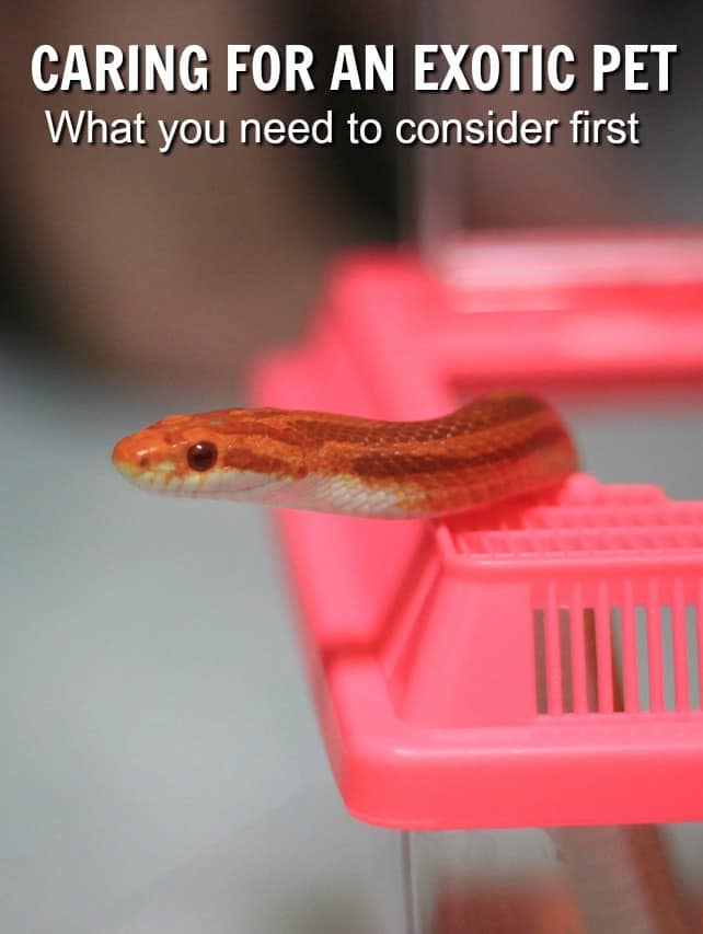 Caring for an Exotic Pet [What to Consider First]