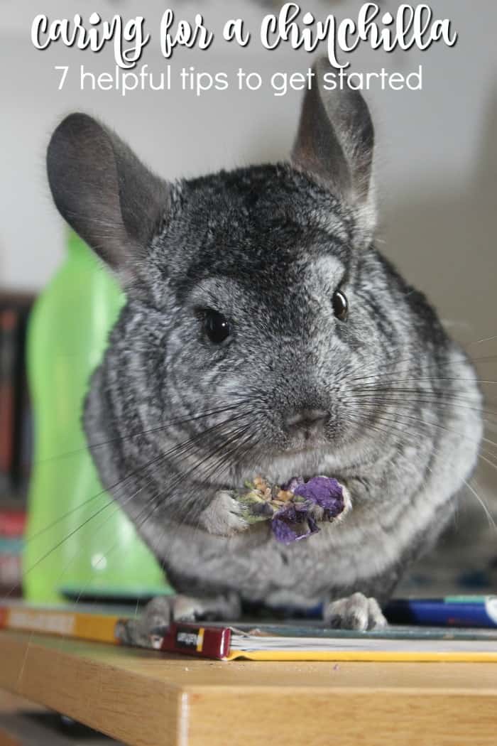 7 Simple Tips on Caring for a Chinchilla
