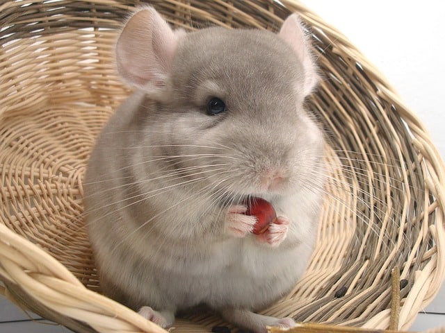 If you are interested in a chinchilla for a pet, there are some things you'll need to know. Here are some tips for caring for a chinchilla.