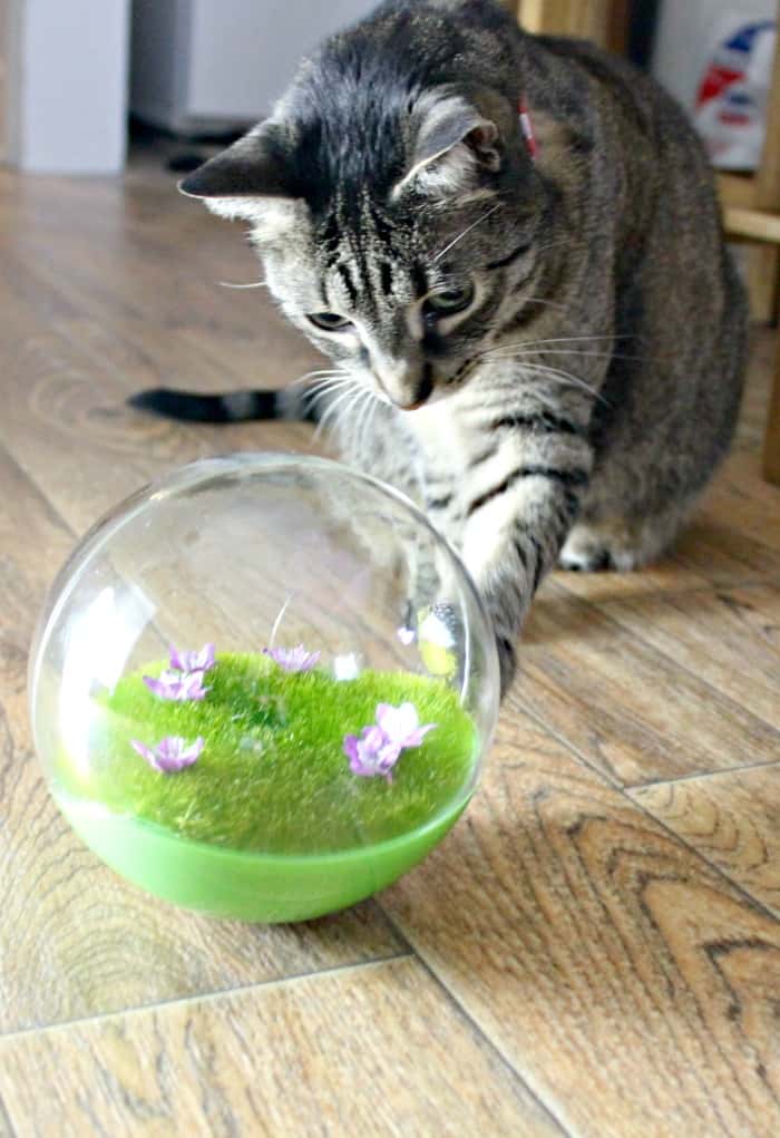Motion activated cat toys for older cats