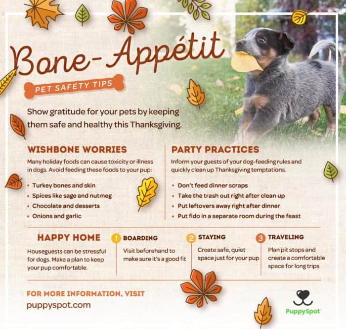Puppy Safety Tips for Thanksgiving Time