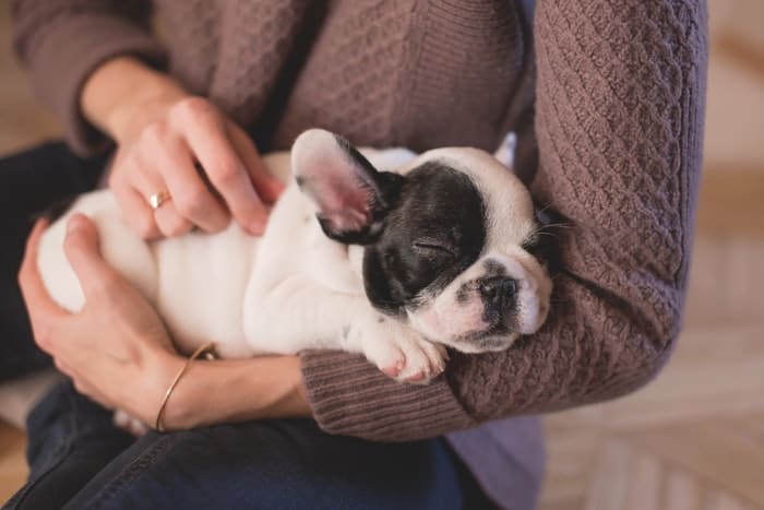 Puppy Safety Tips for Thanksgiving Time