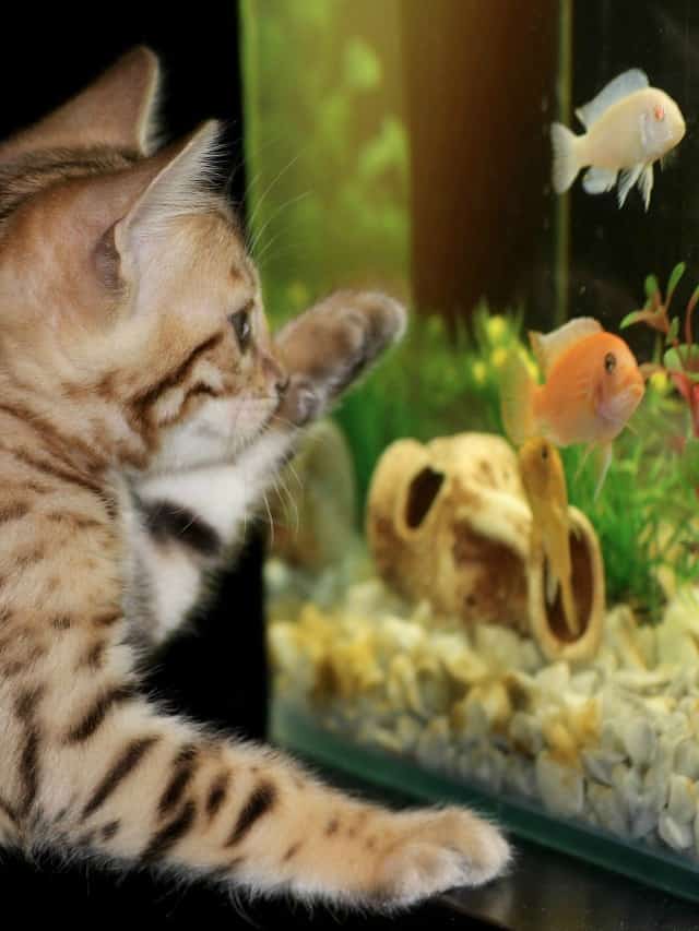 a cat watching fish in a tank