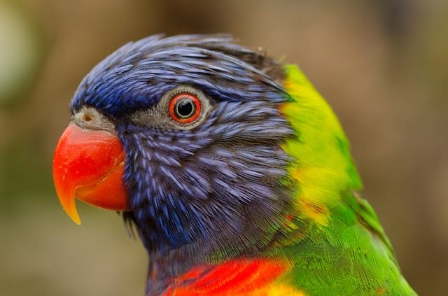 Exotic Birds as Pets - What You Need to Know First