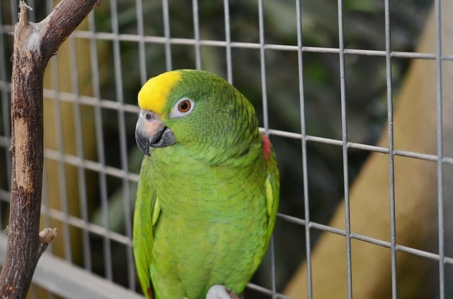 Exotic Birds as Pets - What You Need to Know First