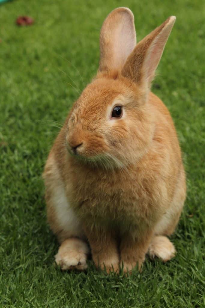 are-rabbits-good-pets-for-children-what-you-should-know