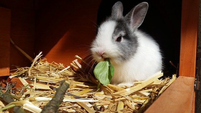 rabbit in a hutch