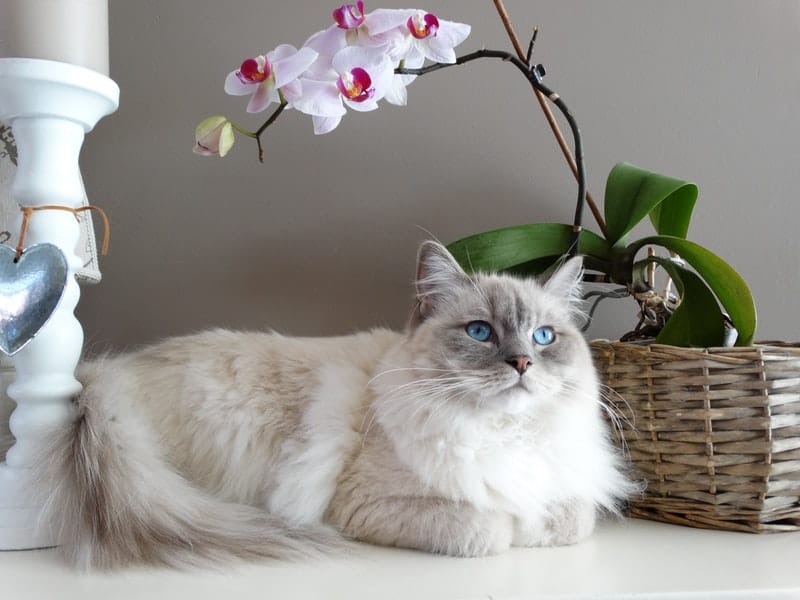 Best Cat Brushes for Long Hair Cats