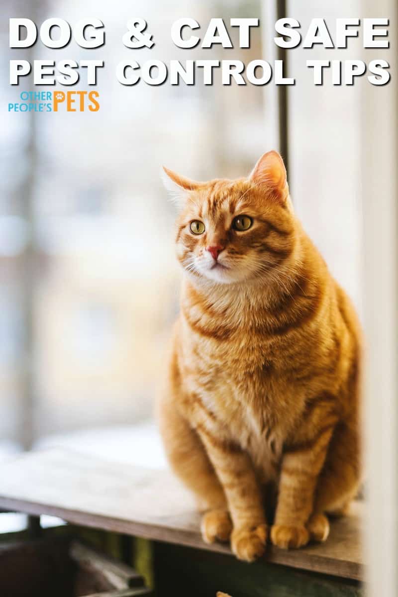 Pet Safe Pest Control Tips Pet Owners Need To Know