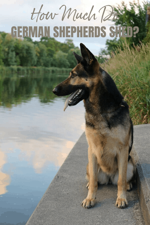 How much do German Shepherds shed? If you're new to owning a German Shepherd, you may have asked yourself this question after seeing hairballs on your floor or carpet.