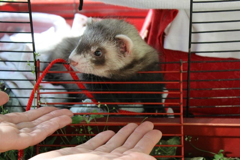 Foods ferrets can eat that you may not know