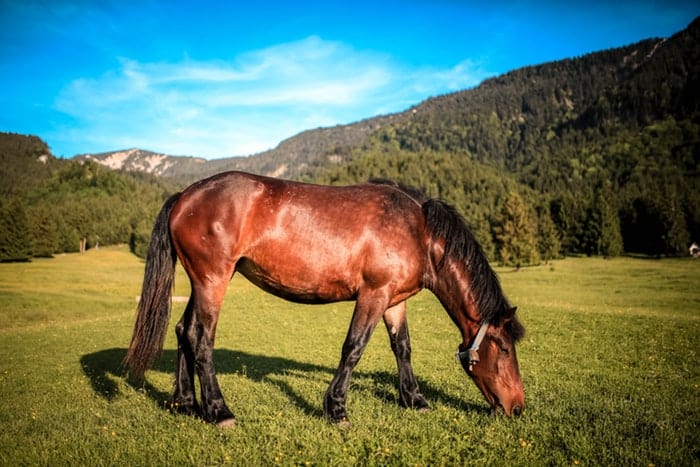 brown horse in a field