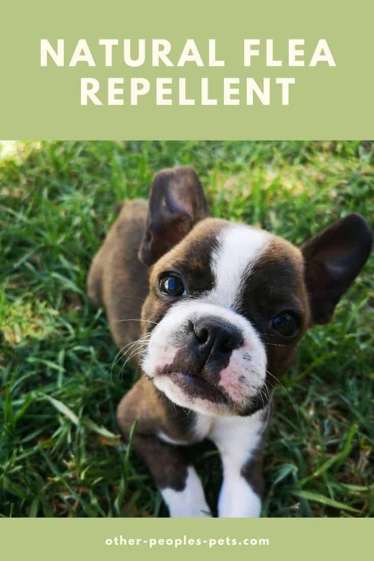 How to Treat Dogs for Fleas Naturally and Safely