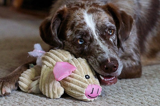 dog holding dog toy