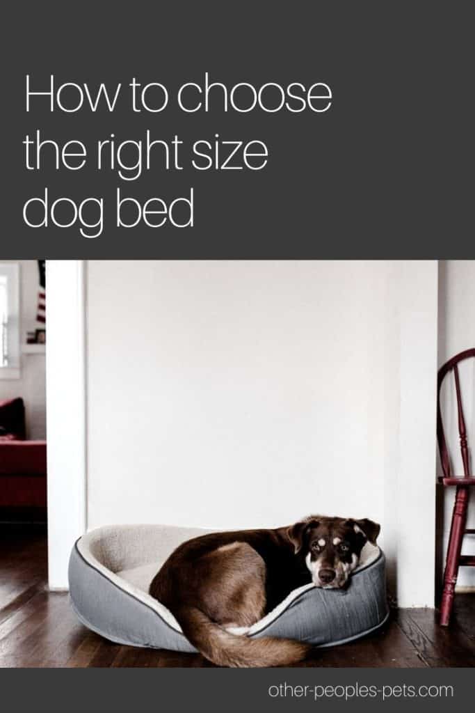 What Size Bed Should I Get for My Dog? Other People's Pets