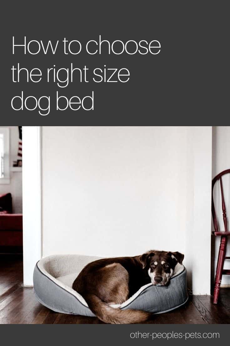 What Size Bed Should I Get for My Dog? #DogTips #Dogs #DogOwner