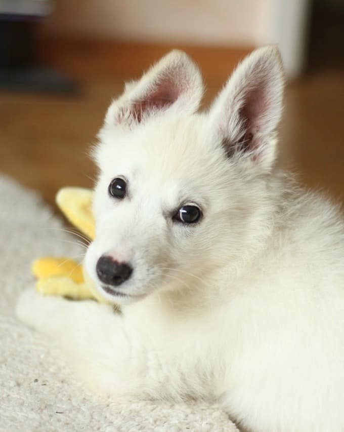 Break Puppy Chewing Behavior With These Tips