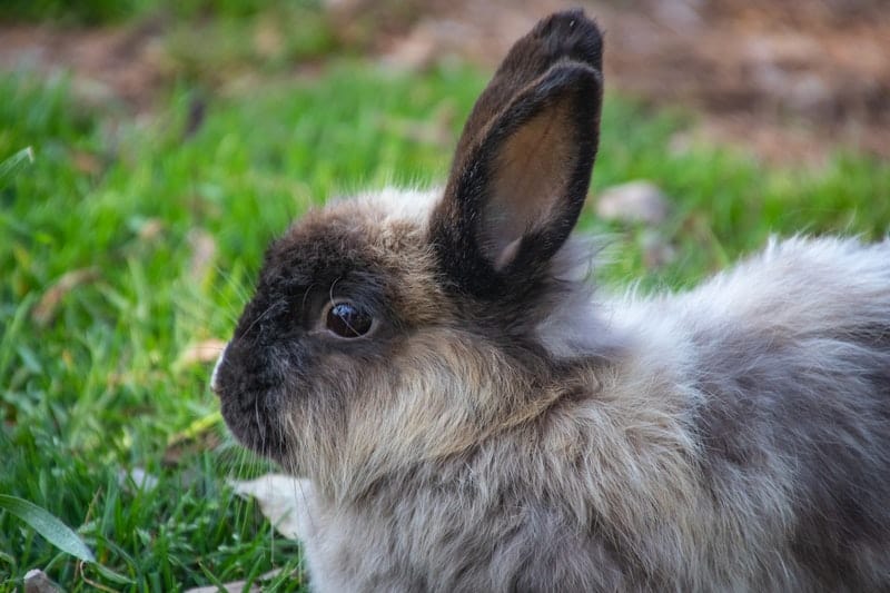 a long hair pet rabbit in the green grass