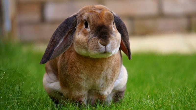 a brown rabbit in the grass
