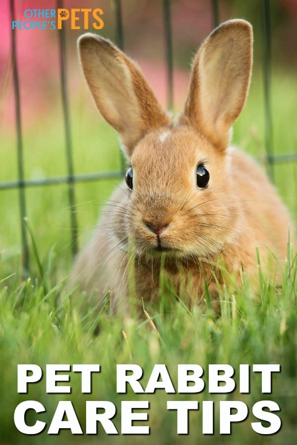 Pet rabbit care tips that are good for the environment