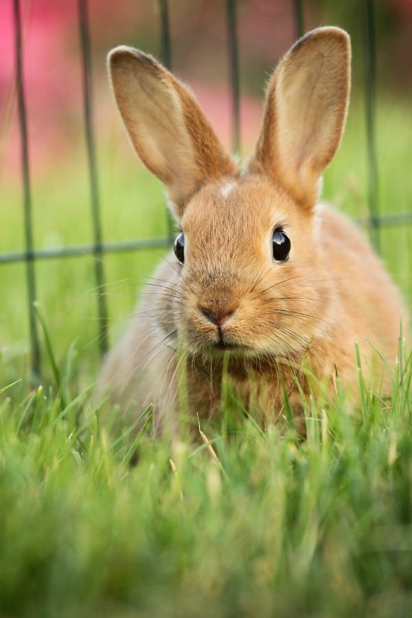 Pet Rabbit Tips that are Good for the Earth