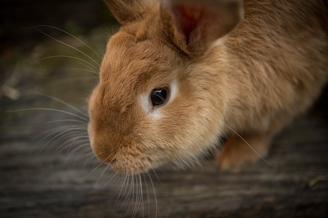 a brown rabbit with dark eyes