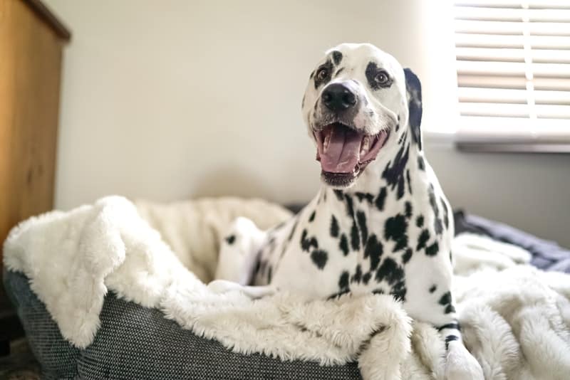 a dalmation sleeping on a dog bed