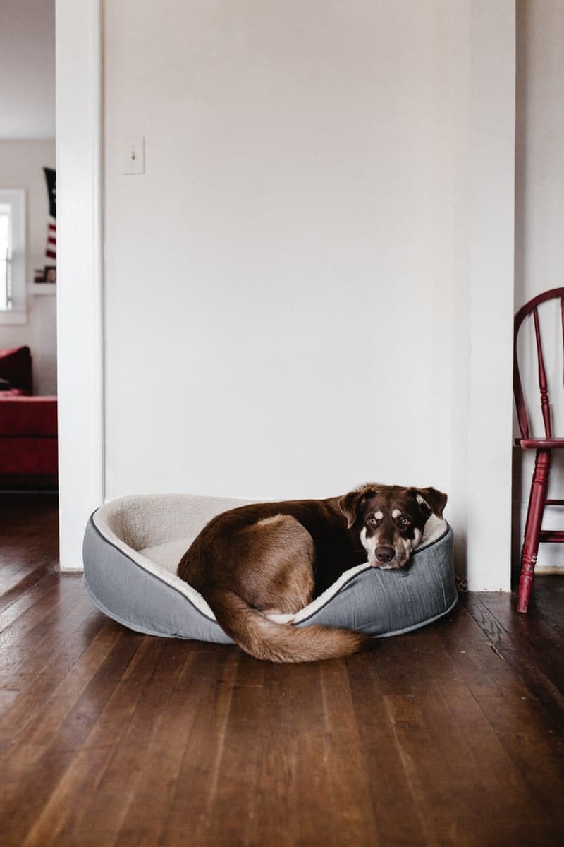 What Size Bed Should I Get for My Dog?